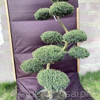 Bonsai z Jałowca pośredniego "Mint Julep" - Juniperus media "Mint Julep" -170 cm