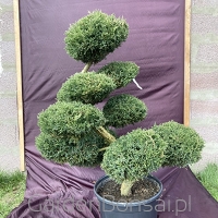 Bonsai z Jałowca pośredniego "Mint Julep" - Juniperus media "Mint Julep" -100 cm