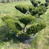 Bonsai z Jałowca pośredniego "Mint Julep" - Juniperus media "Mint Julep" -100 cm