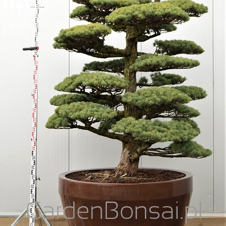 BONSAI - Pinus parviflora 'GLAUCA' - oryginalny z JAPONII