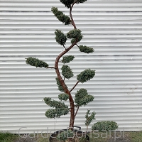 Bonsai z jałowca chińskiego 'BLUE ALPS' - JUNIPERUS chinensis 'BLUE ALPS' - 210cm