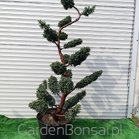 Bonsai z jałowca chińskiego 'BLUE ALPS' - JUNIPERUS chinensis 'BLUE ALPS' - 190 cm