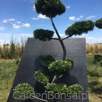 Bonsai z Modrzewia europejskiego - Larix decidua - 170cm