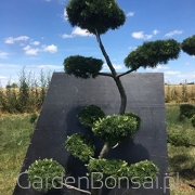 Bonsai z Modrzewia europejskiego - Larix decidua - 170cm