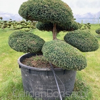 Bonsai Juniperus squamata "BLUE CARPET" -  Jałowiec łuskowaty "BLUE CARPET" - 120 cm