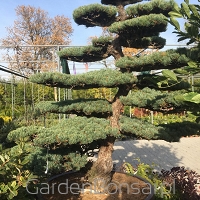 BONSAI - Pinus parviflora 'GLAUCA' - WYJĄTKOWY 
