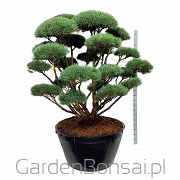 Bonsai - Pinus sylvestris 'Watereri' - Sosna 'Watereri' - NIEBIESKIE igły - 190 cm