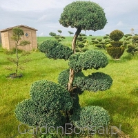 Bonsai - Juniperus squamata "MEYERI" - 180 cm