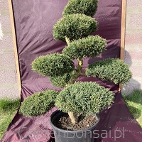 Bonsai z Jałowca pośredniego "Mint Julep" - Juniperus media "Mint Julep" -110 cm
