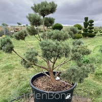 Bonsai - Pinus sylvestris 'Watereri' - Sosna  'Watereri' - NIEBIESKIE igły - 140 cm