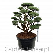 Bonsai - Pinus sylvestris 'Watereri' - Sosna 'Watereri' - NIEBIESKIE igły