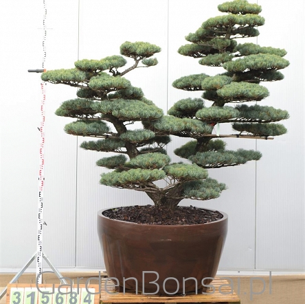 BONSAI - Pinus parviflora 'GLAUCA' - oryginalny z JAPONII