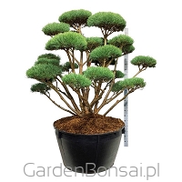 Bonsai - Pinus sylvestris 'Watereri' - Sosna 'Watereri' - NIEBIESKIE igły - 170 cm