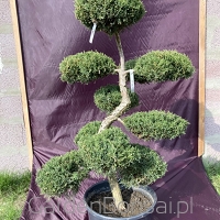 Bonsai z Jałowca pośredniego "Mint Julep" - Juniperus media "Mint Julep" -110 cm