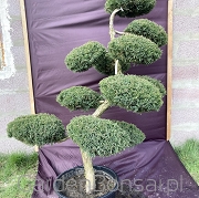 Bonsai z Jałowca pośredniego "Mint Julep" - Juniperus media "Mint Julep" -150 cm