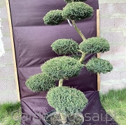 Bonsai z Jałowca pośredniego "Mint Julep" - Juniperus media "Mint Julep" -170 cm