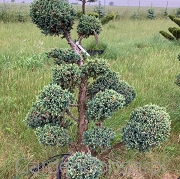 Bonsai z Jałowca łuskowatego "MEYERI" - Juniperus squamata "MEYERI" - 100 cm