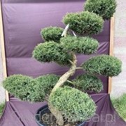 Bonsai z Jałowca pośredniego "Mint Julep" - Juniperus media "Mint Julep" -120 cm