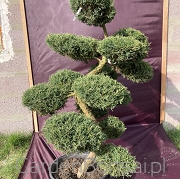 Bonsai z Jałowca pośredniego "Mint Julep" - Juniperus media "Mint Julep" -130 cm